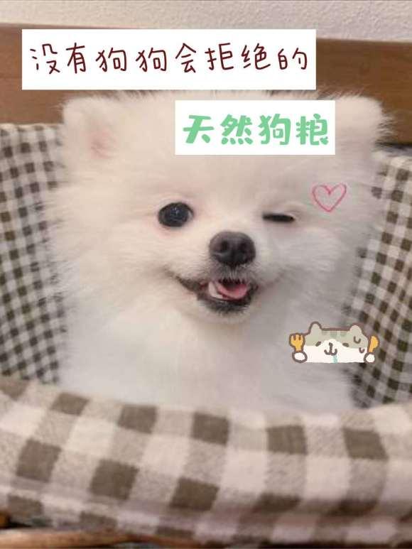 国产最好的狗粮视频,揭秘最佳国产狗粮品牌