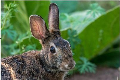 安徽国产悠米兔视频,安徽萌宠新风尚