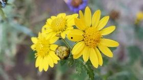 国产野花在线视频,探寻自然之美，感受生命律动